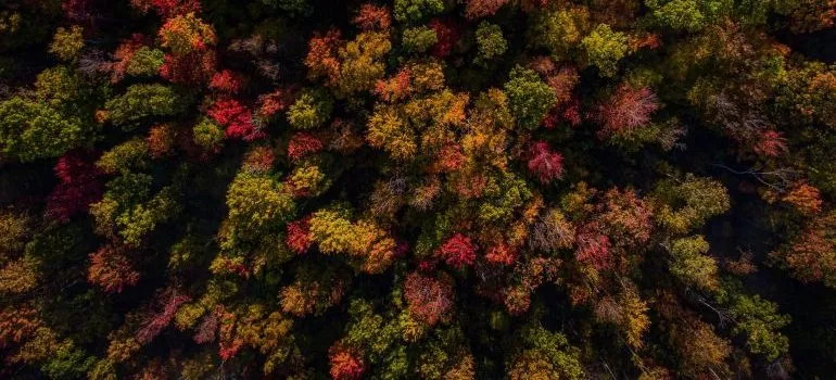 Maryland trees in the fall