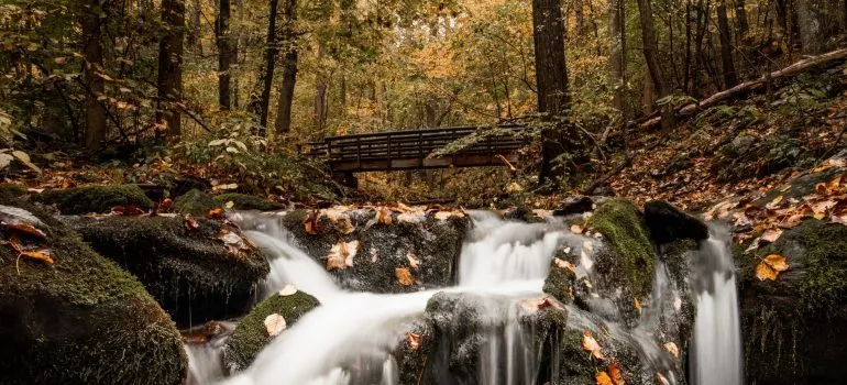 magnificent nature as one of the reasons to relocate to Virginia in 2021