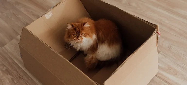 Cat put in a box as one of things to remember when moving with a cat