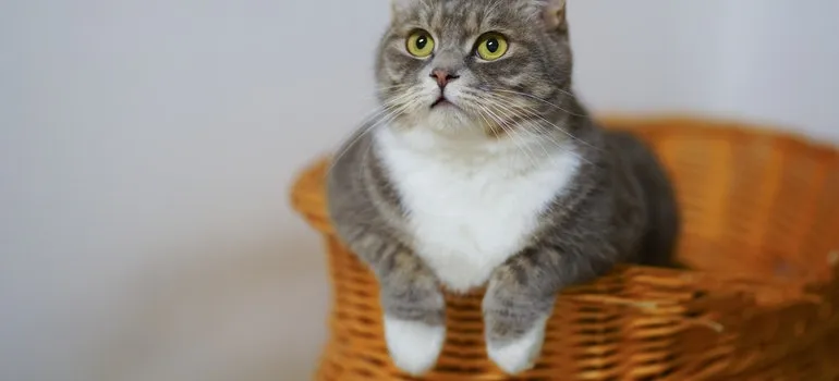 Cat in a basket