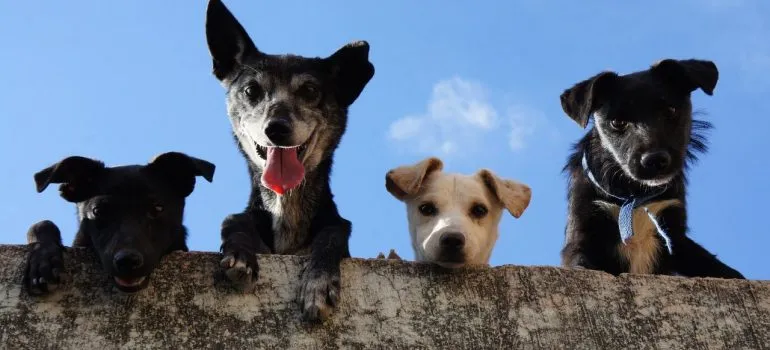 four dogs looking at the camera from above