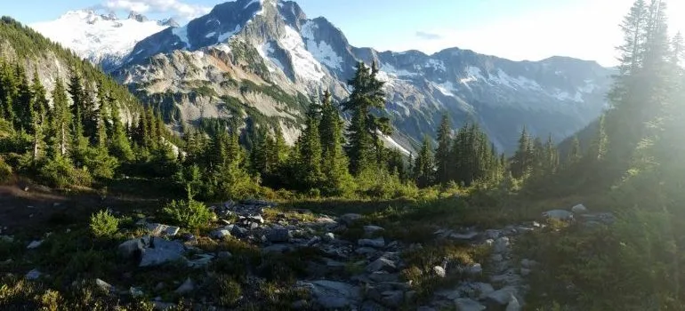 A forest near mountain