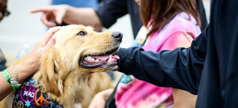 a golden retriever in one of the best Northern VA places for pet owners