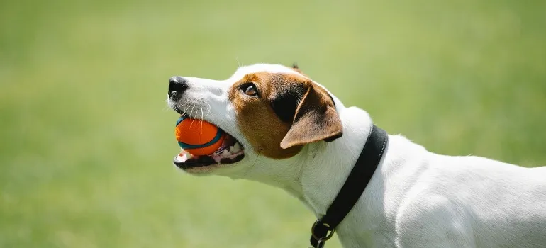A person thinking about moving from Germantown to Arlington while looking at the dog with a ball in teeth.