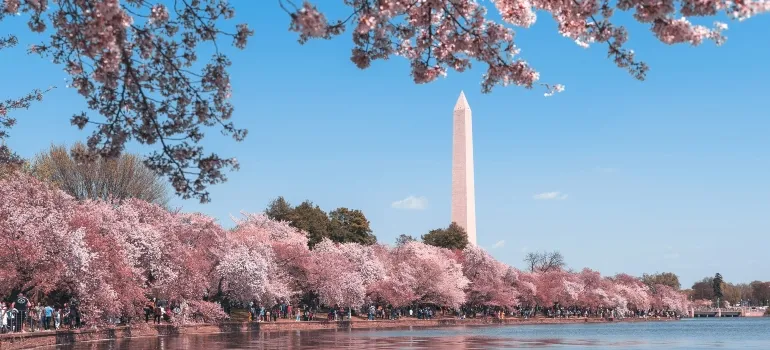 Cherry blossom, Washington DC