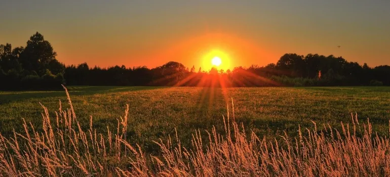 Brown and Green Grass Field during Sunrise doring the move from Silver Spring to North Potomac on short notice