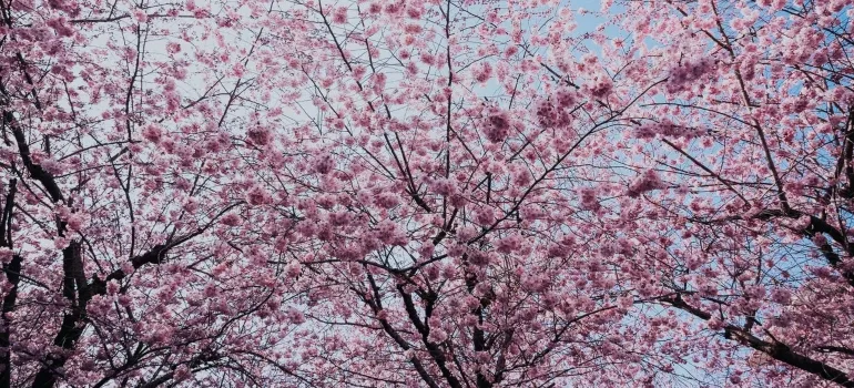 Cherry blossom is one of the main things you might miss when leaving Washington