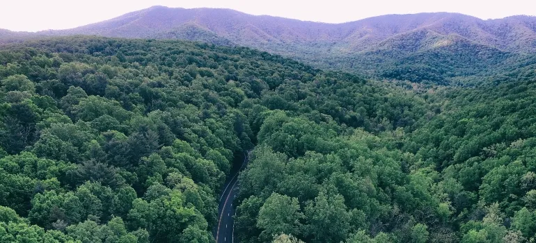 Road through a thick forest