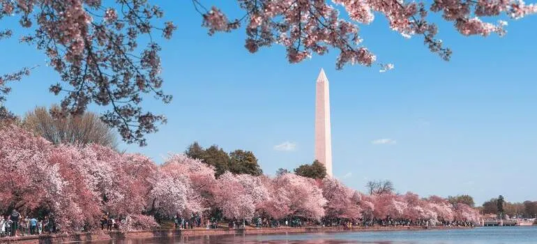 cherry blossom is one of the things to know about living in Washington DC