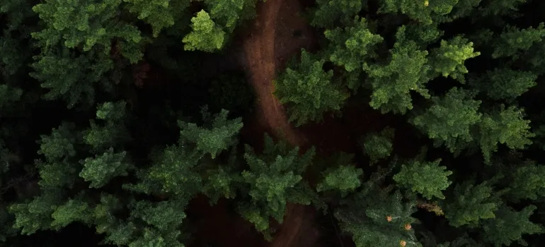 aerial view of a trail in forest