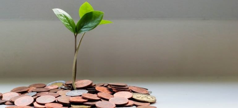 a plant surrounded by coins