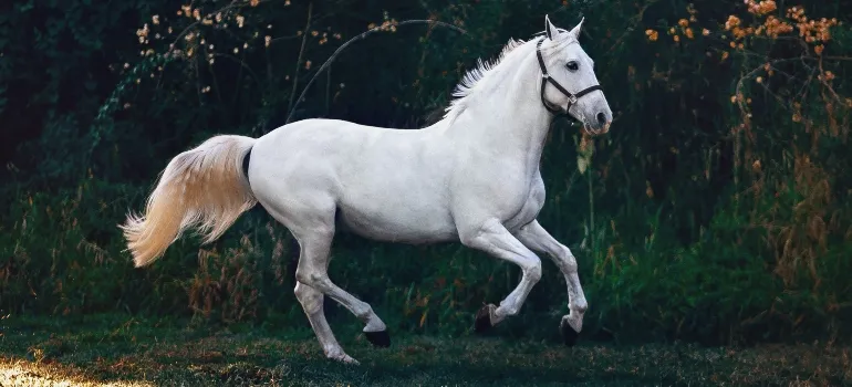 a horse running