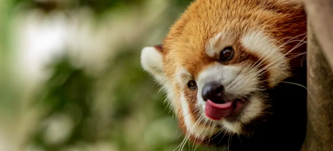 A red panda in a zoo