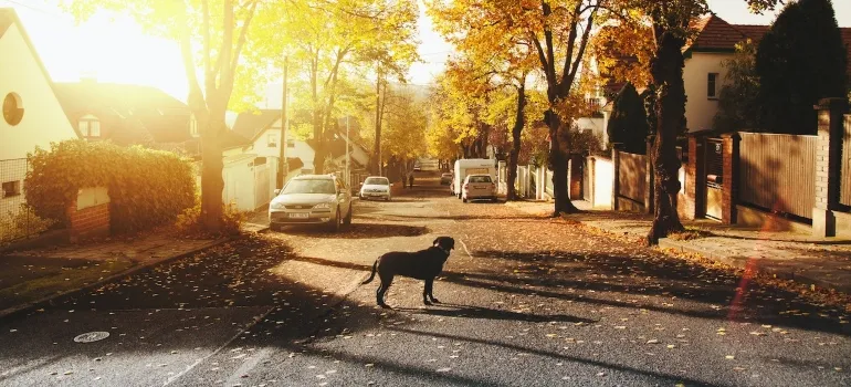 a dog on a sunset on a street