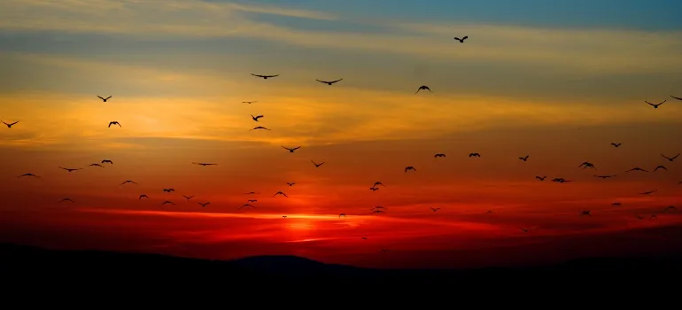 Birds flying at sunset