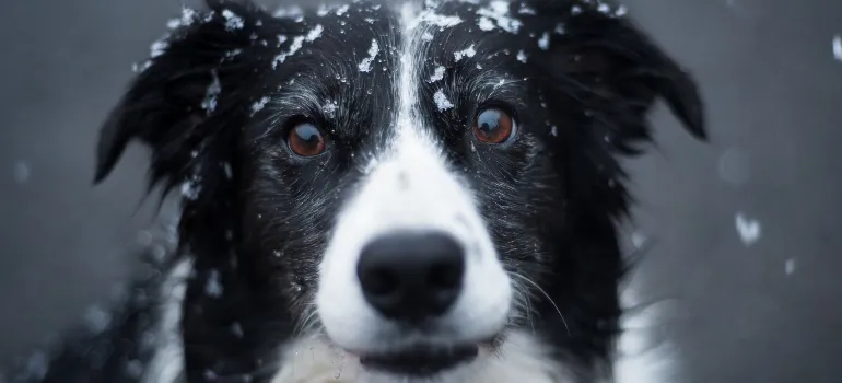 A dog after relocating to West Virginia in the winter