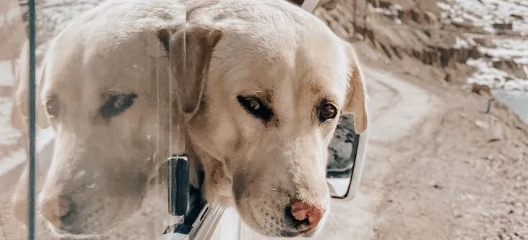 Dog looking outside from a car