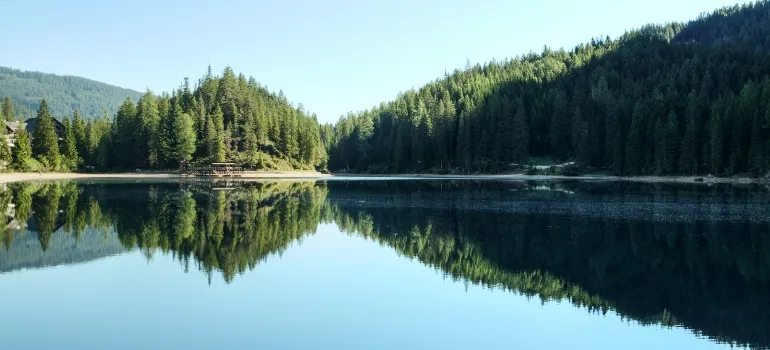 Body of water surrounded by forest