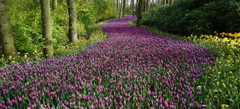 flowers in the forest, one of the reasons to move to Maryland this spring