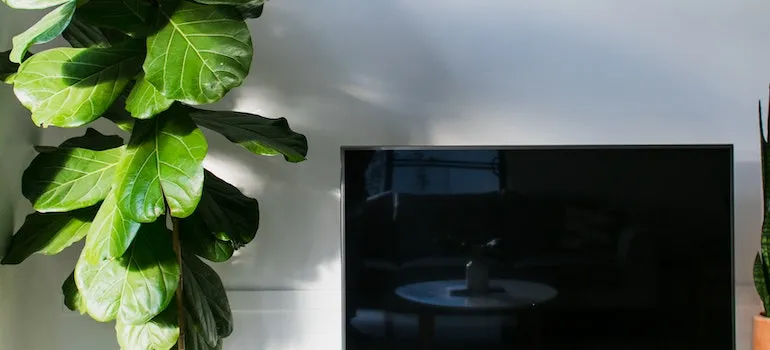 picture of plan and tv