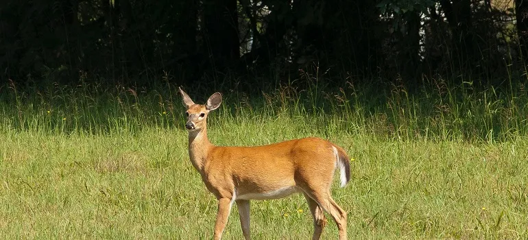 a deer