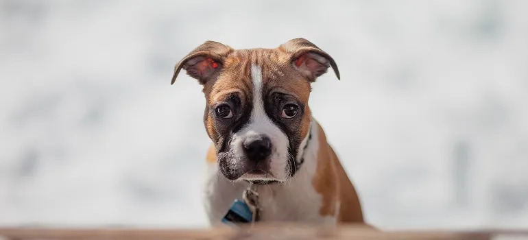 a pet someone care for