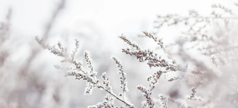a winter landscape, a challenging time of year to move to Virginia