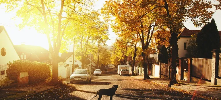 a residential area in the fall