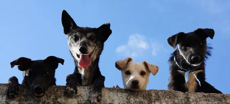 dogs smiling at a camera