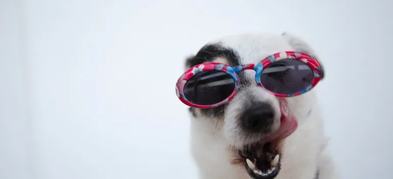 a dog in sunglasses