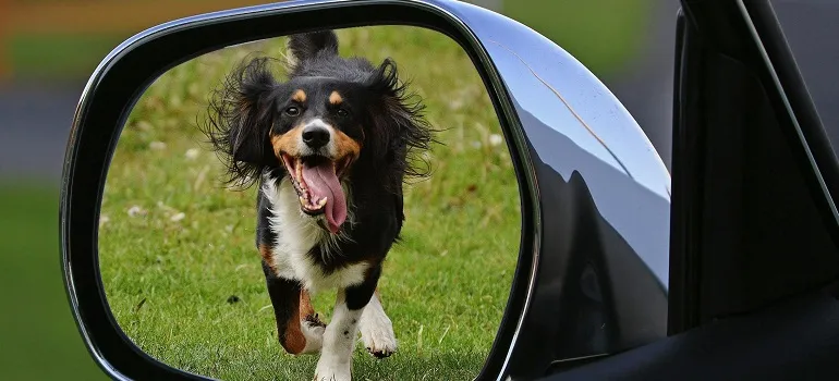 a car of a someone who is moving from Bethesda to Clarksburg with pets