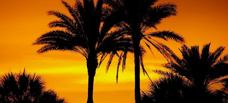 palm trees in Florida