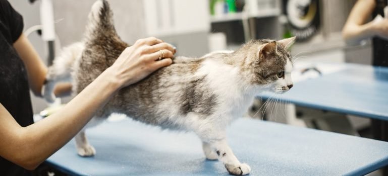 people at vets preparing for moving with cats
