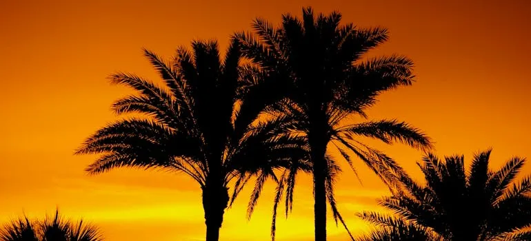 Palm trees in Florida.