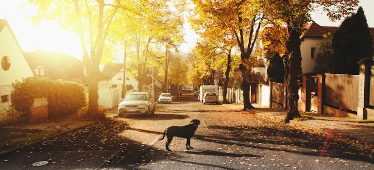 A nice and quiet neighborhood you can pick when moving to Maryland with teens.